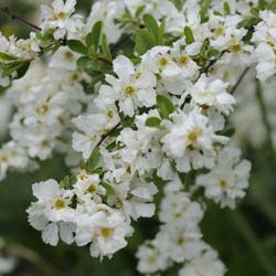 Membrillero de flor Blanco